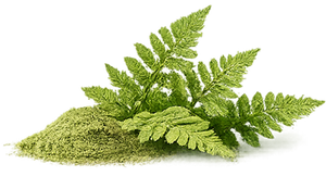 Fern Extract